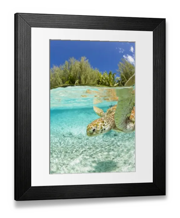 Framed Print : Le Meridien Turle Conservation Lagoon with green sea turtles (Chelonia mydas) Bora Bora Framed Print : Le Meridien Turle Conservation Lagoon with green sea turtles (Chelonia mydas) Bora Bora
