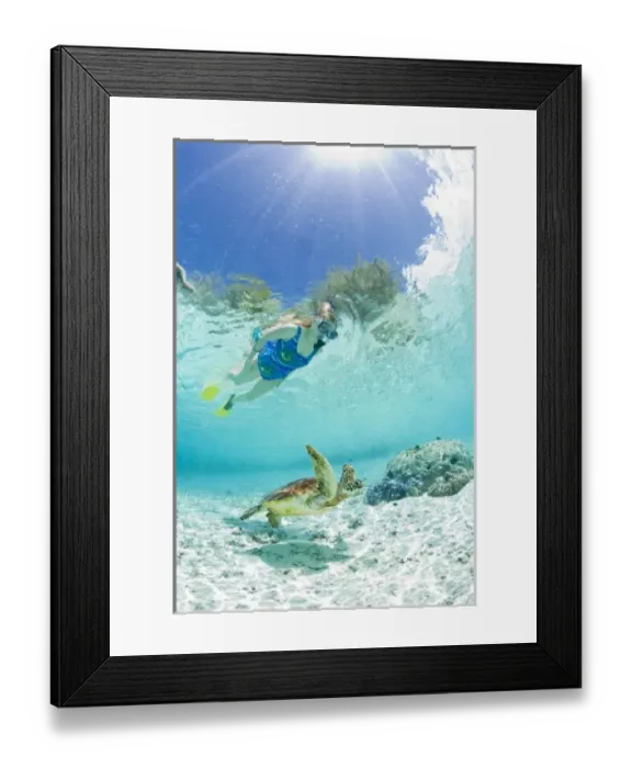 Framed Print : Snorkel in Le Meridien Turle Conservation Lagoon with green sea turtles (Chelonia mydas) Bora Bora Framed Print : Snorkel in Le Meridien Turle Conservation Lagoon with green sea turtles (Chelonia mydas) Bora Bora