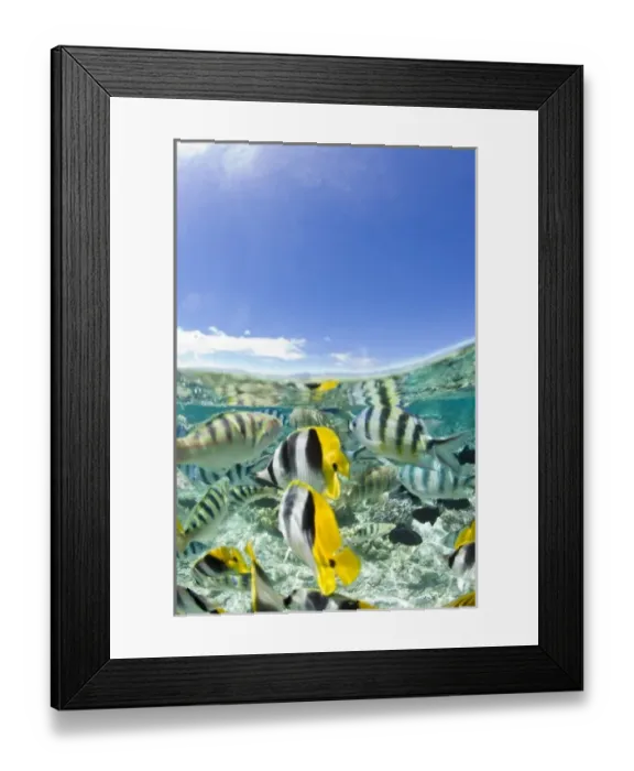 Framed Print : Lagoon safari trip to snorkel, stingrays (Himantura fai), small blacktip sharks Framed Print : Lagoon safari trip to snorkel, stingrays (Himantura fai), small blacktip sharks