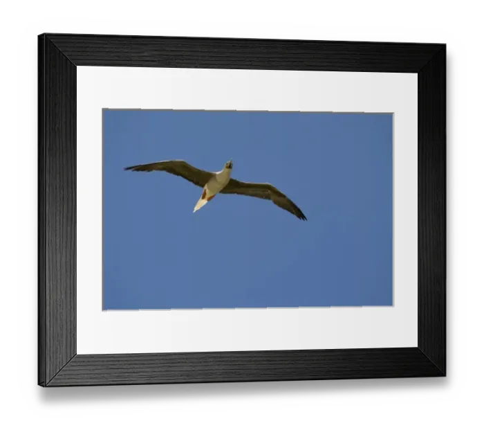 Framed Print : Red-footed Booby, Bird Island, Tikehau, Tuamotu Archipelago, French Polynesia Framed Print : Red-footed Booby, Bird Island, Tikehau, Tuamotu Archipelago, French Polynesia