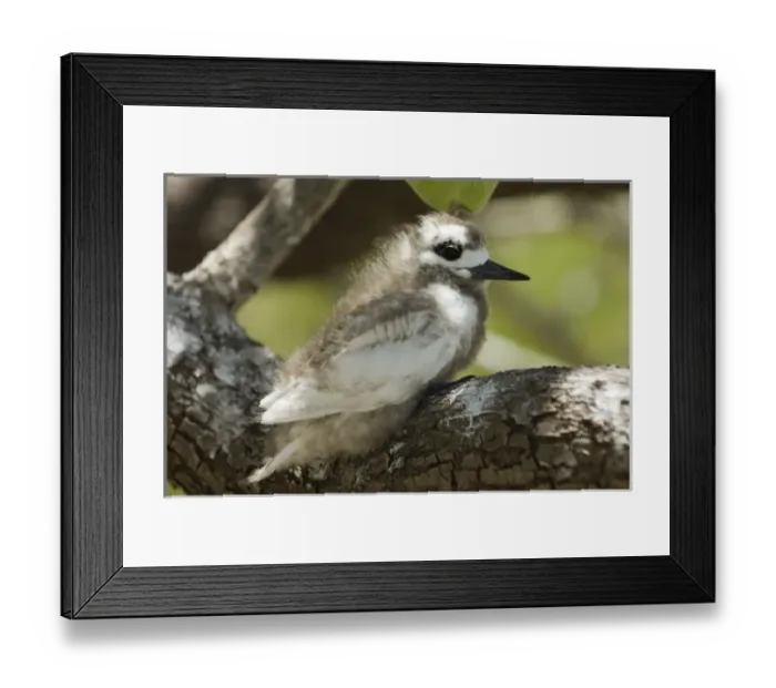 Framed Print : Oceania, French Polynesia Framed Print : Oceania, French Polynesia