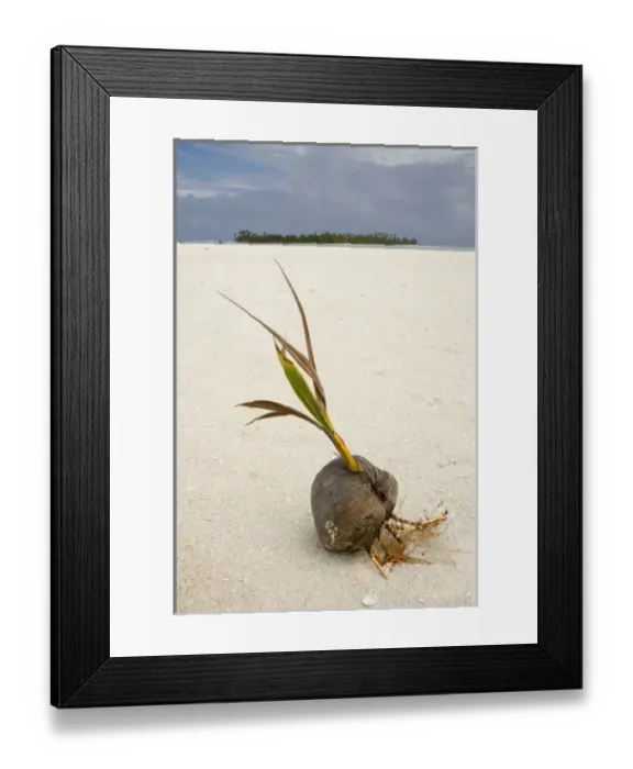Framed Print : South Pacific, Cook Islands, Honeymoon Island. A sprouting coconut on a remote island