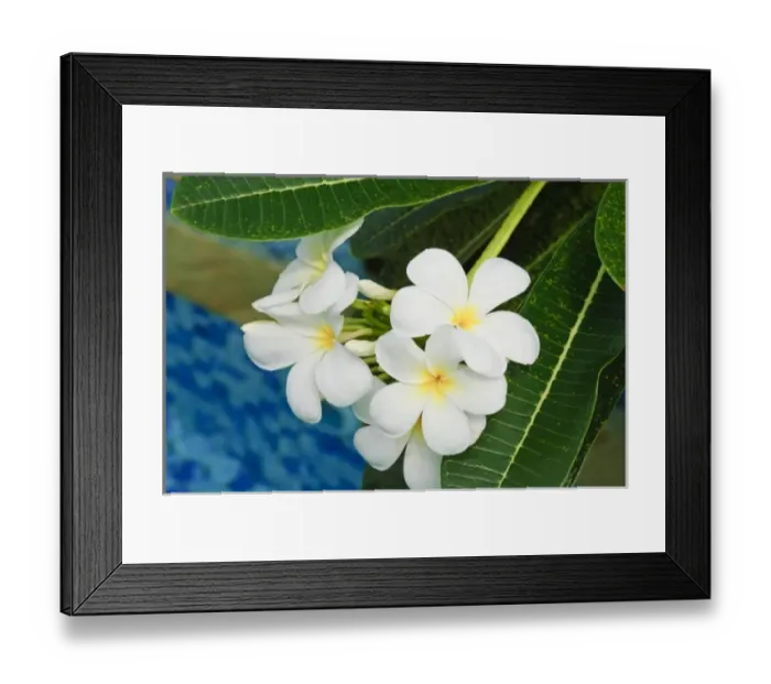 Framed Print : Yap. White frangipani flowers Framed Print : Yap. White frangipani flowers