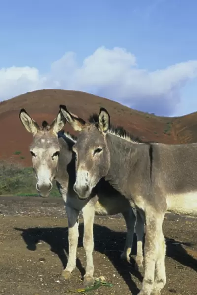 Oceania. Ascension Island, Donkeys, brought to island in 19th C. for work, now roam free