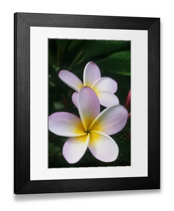 Framed Print : Oceania. Ascension Island, Frangipani flower, (Plumeria), residency, Green Mountain Framed Print : Oceania. Ascension Island, Frangipani flower, (Plumeria), residency, Green Mountain