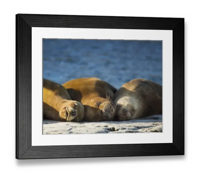 Framed Print : South America, Argentina, Chubut, Peninsula Valdes. Three sleeping sea lions on rock Framed Print : South America, Argentina, Chubut, Peninsula Valdes. Three sleeping sea lions on rock
