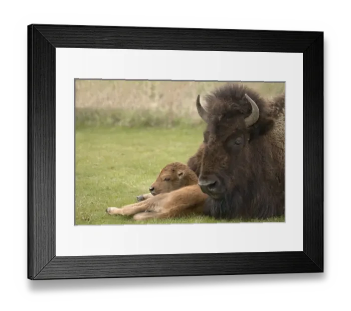 Framed Print : South America, Argentina