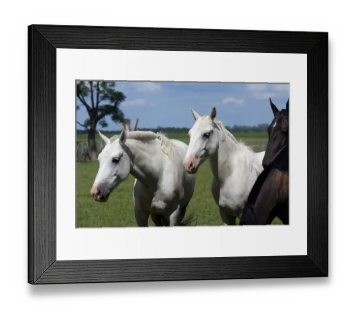 Framed Print : Argentina, Buenos Aires, San Antonio de Areco. Estancia El Ombu de Areco, traditional gaucho horses