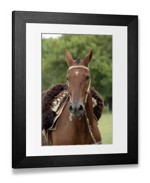 Framed Print : Argentina, Buenos Aires, San Antonio de Areco. Estancia El Ombu de Areco. Traditional Framed Print : Argentina, Buenos Aires, San Antonio de Areco. Estancia El Ombu de Areco. Traditional