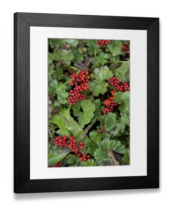 Framed Print : Argentina, Ushuaia. Tiny red berries cover the tundra floor Framed Print : Argentina, Ushuaia. Tiny red berries cover the tundra floor