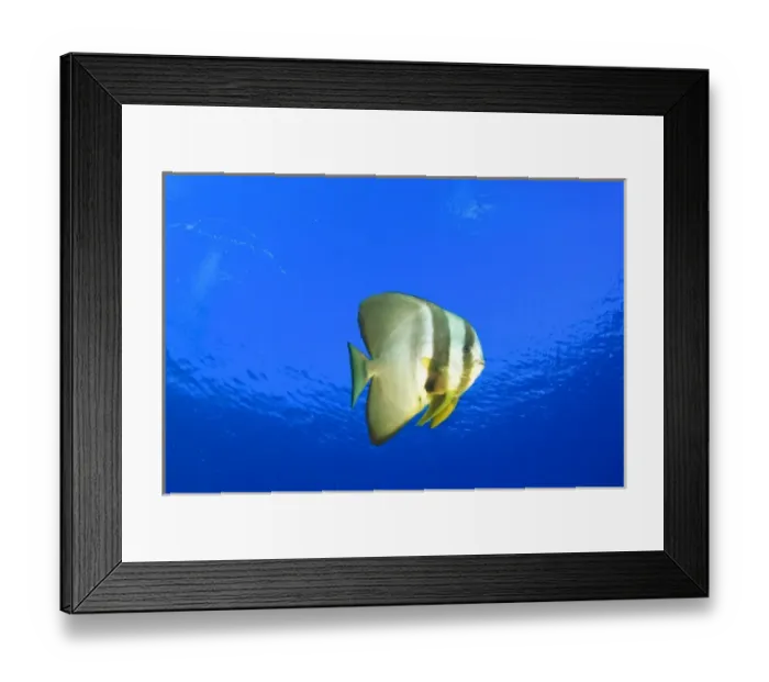 Framed Print : Batfish (Platax orbicularis), Palau, Micronesia, Rock Islands, World Heritage Site Framed Print : Batfish (Platax orbicularis), Palau, Micronesia, Rock Islands, World Heritage Site