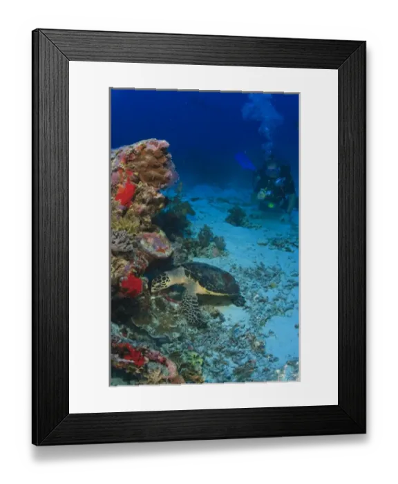 Framed Print : Hawksbill Turtle & Scuba Diver, Palau, Micronesia, Rock Islands, World Heritage Site Framed Print : Hawksbill Turtle & Scuba Diver, Palau, Micronesia, Rock Islands, World Heritage Site