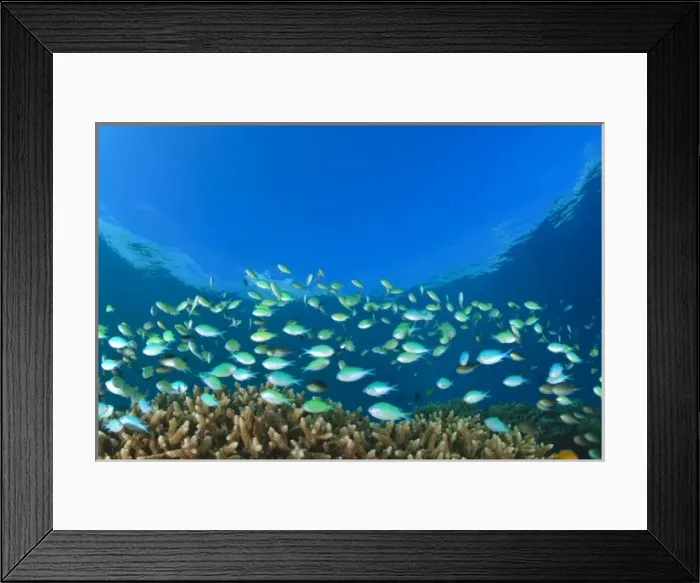 Framed Print : Blue-green Damselfish (Chromis viridis) near hard corals, Palau, Micronesia, Rock Islands Framed Print : Blue-green Damselfish (Chromis viridis) near hard corals, Palau, Micronesia, Rock Islands