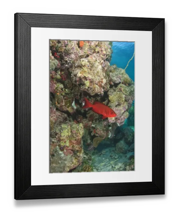 Framed Print : Oceania, Palau