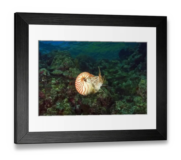 Framed Print : Oceania, Palau Framed Print : Oceania, Palau