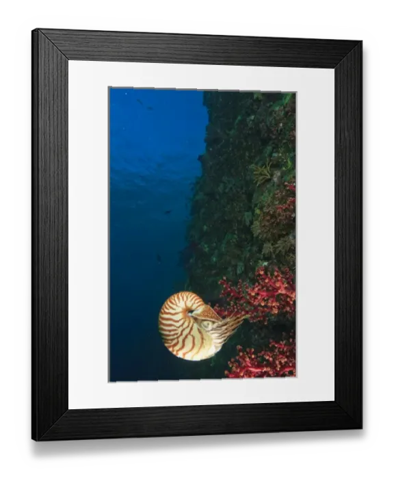 Framed Print : Chambered Nautilus swimming near Gnemelis Dropoff, Palau, Micronesia, Rock Islands