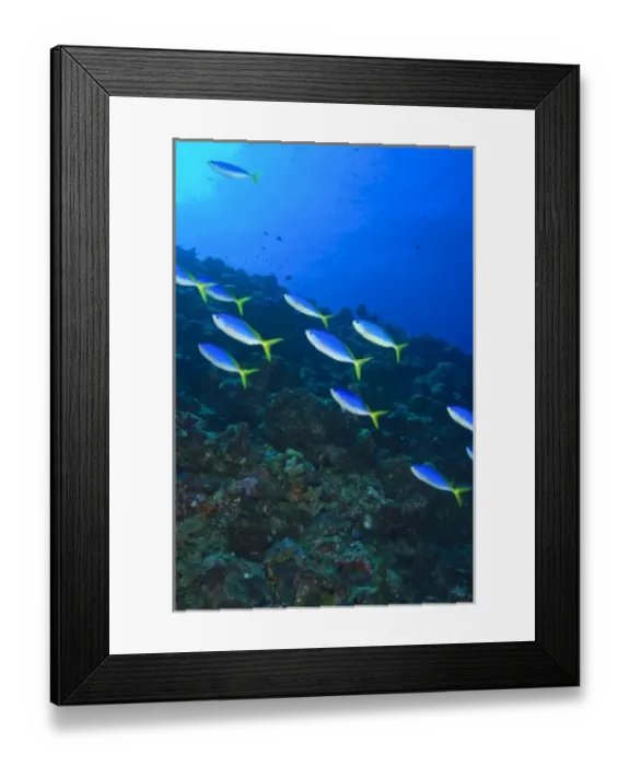 Framed Print : Fusiliers (Caesio tile), Palau, Micronesia, Rock Islands, World Heritage Site, Western Framed Print : Fusiliers (Caesio tile), Palau, Micronesia, Rock Islands, World Heritage Site, Western