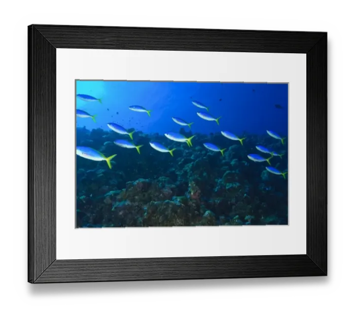 Framed Print : Fusiliers (Caesio tile), Palau, Micronesia, Rock Islands, World Heritage Site, Western Framed Print : Fusiliers (Caesio tile), Palau, Micronesia, Rock Islands, World Heritage Site, Western
