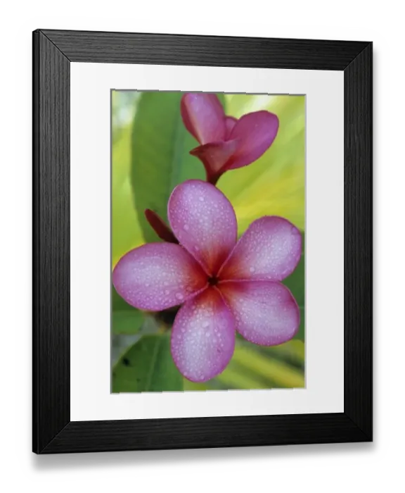 Framed Print : Flower, (Plumeria sp. ), South Pacific, Niue Island, Close-up of Frangipani flower Framed Print : Flower, (Plumeria sp. ), South Pacific, Niue Island, Close-up of Frangipani flower