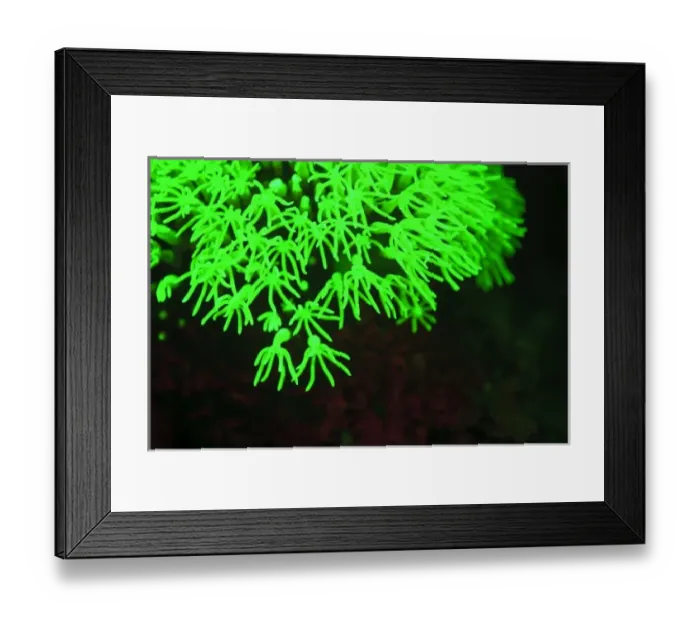 Framed Print : Fluorescence emitted in corals, captured using special barrier filter. Tawali Resort Framed Print : Fluorescence emitted in corals, captured using special barrier filter. Tawali Resort