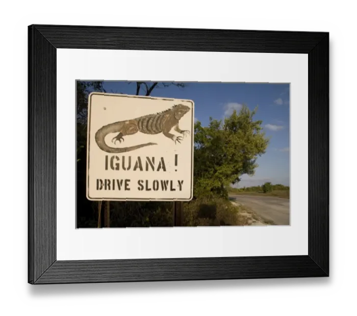 Framed Print : Cayman Islands, Little Cayman Island, Iguana Crossing Sign along country road Framed Print : Cayman Islands, Little Cayman Island, Iguana Crossing Sign along country road