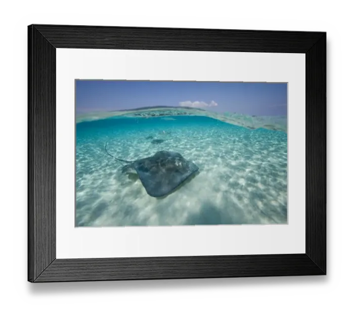 Framed Print : Cayman Islands, Grand Cayman Island, Underwater view of Southern Stingray (Dasyatis Framed Print : Cayman Islands, Grand Cayman Island, Underwater view of Southern Stingray (Dasyatis