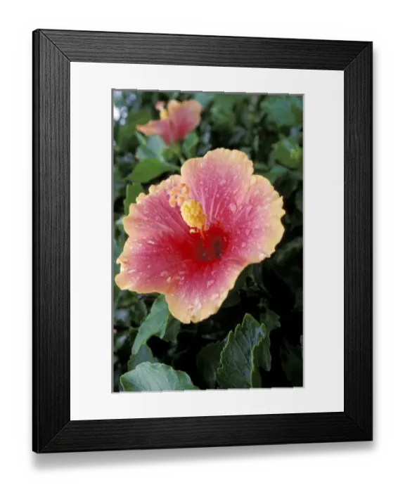 Framed Print : Caribbean, St. Kitts. Hibiscus Framed Print : Caribbean, St. Kitts. Hibiscus