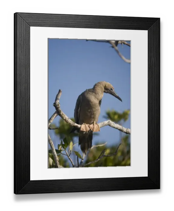 Framed Print : Cayman Islands, Little Cayman Island, Red-footed Boobies (Sula sula) nesting along Framed Print : Cayman Islands, Little Cayman Island, Red-footed Boobies (Sula sula) nesting along