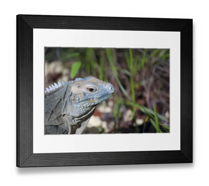 Framed Print : Blue Iguana Habitat at Queen Elizabeth II Botanic Park, Grand Cayman, Cayman Island Framed Print : Blue Iguana Habitat at Queen Elizabeth II Botanic Park, Grand Cayman, Cayman Island
