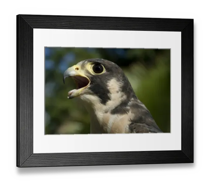 Framed Print : Caribbean, US Virgin Islands