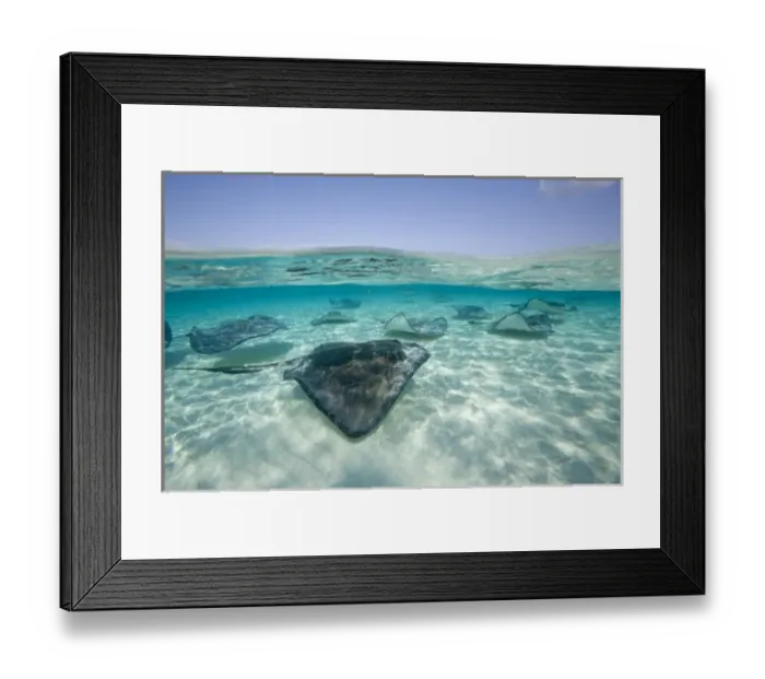 Framed Print : Cayman Islands, Grand Cayman Island, Underwater view of Southern Stingray (Dasyatis