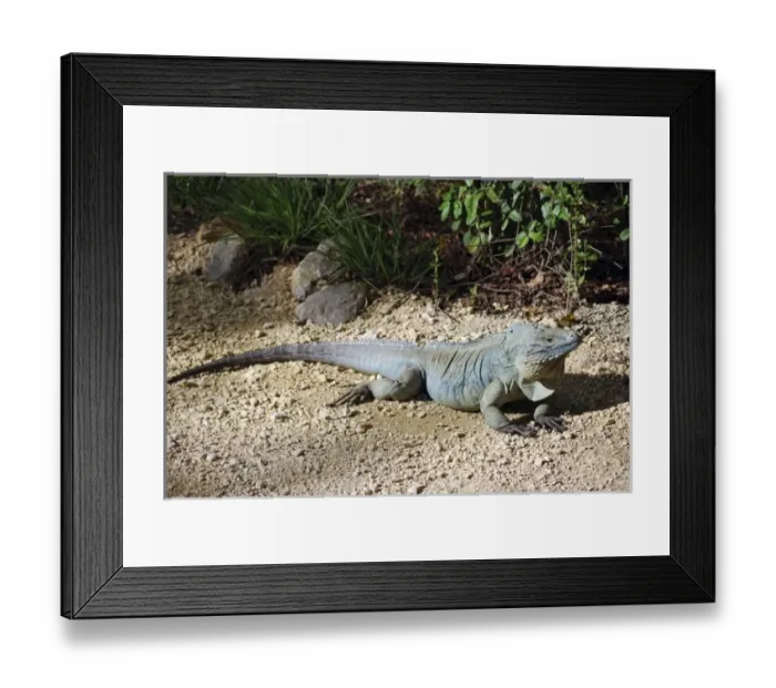 Framed Print : Caribbean, Cayman Islands