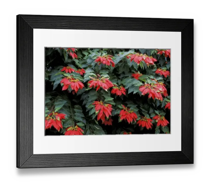 Framed Print : Caribbean, St. Kitts. Red poinsettia
