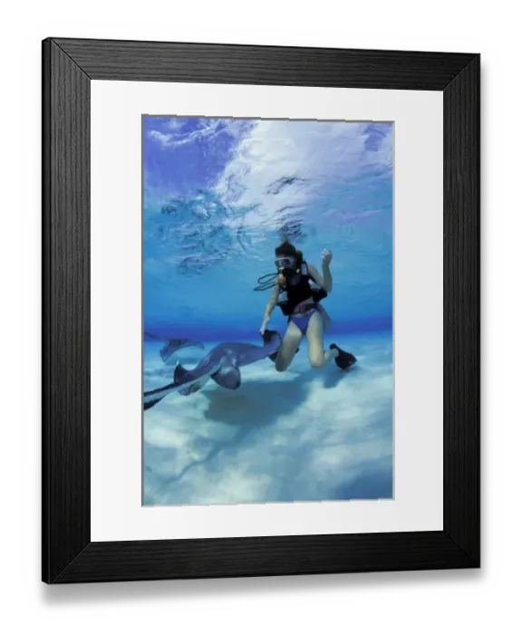 Framed Print : Caribbean, Cayman Islands. Diver and southern stingray (MR) Framed Print : Caribbean, Cayman Islands. Diver and southern stingray (MR)