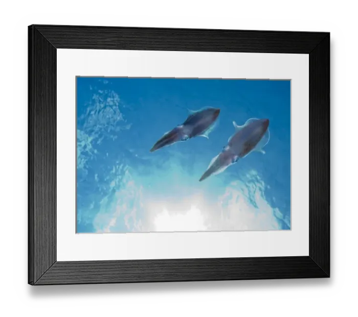 Framed Print : Cayman Islands, Little Cayman Island, Underwater view Caribbean Reef Squid (Sepioteuthis Framed Print : Cayman Islands, Little Cayman Island, Underwater view Caribbean Reef Squid (Sepioteuthis