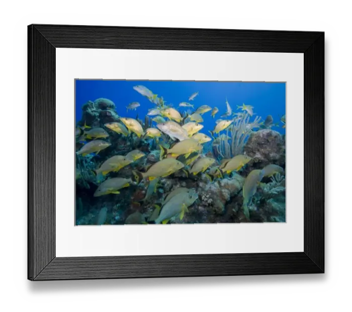 Framed Print : Cayman Islands, Little Cayman Island, Underwater view of Blue-striped Grunt (Haemulon