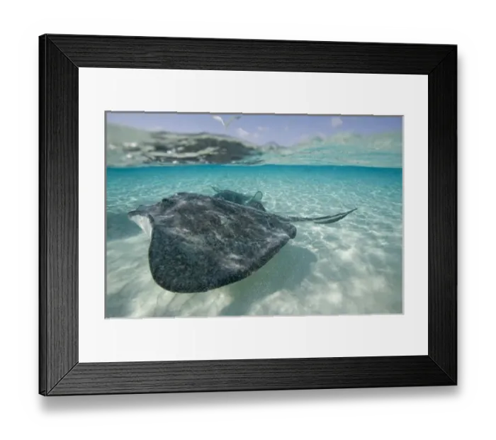 Framed Print : Cayman Islands, Grand Cayman Island, Underwater view of Southern Stingray (Dasyatis Framed Print : Cayman Islands, Grand Cayman Island, Underwater view of Southern Stingray (Dasyatis