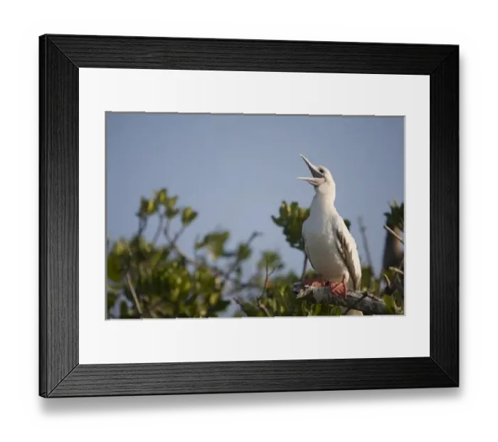 Framed Print : Cayman Islands, Little Cayman Island, Red-footed Boobies (Sula sula) nesting along Framed Print : Cayman Islands, Little Cayman Island, Red-footed Boobies (Sula sula) nesting along
