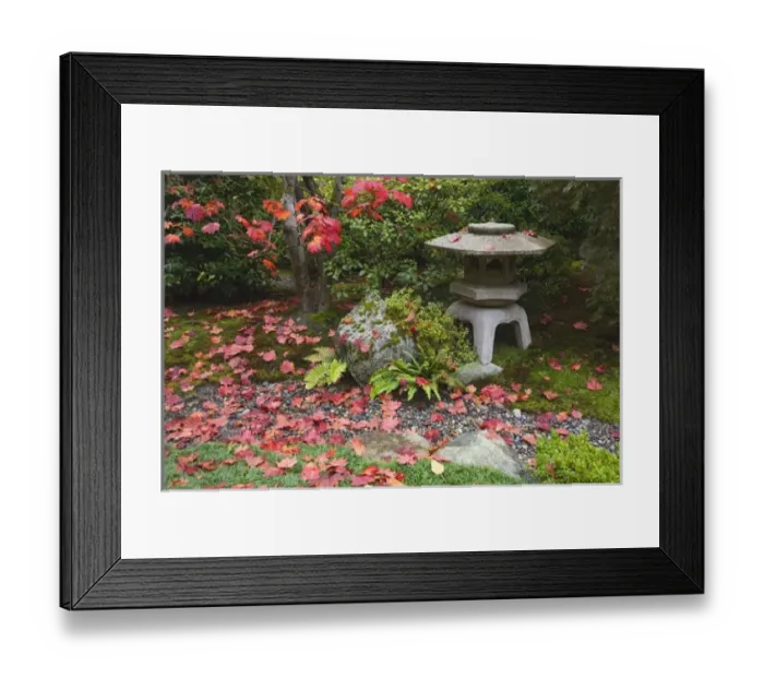 Framed Print : WA, Seattle, Washington Park Arboretum, Autumn color at the Japanese Garden Framed Print : WA, Seattle, Washington Park Arboretum, Autumn color at the Japanese Garden