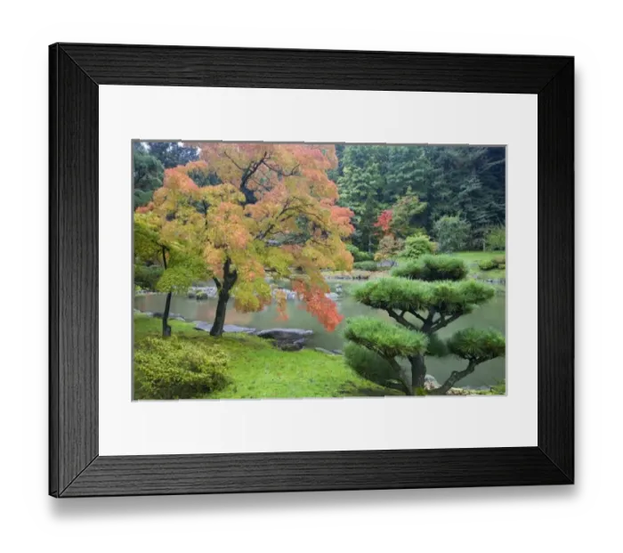 Framed Print : SJ239. WA, Seattle, Washington Park Arboretum, Autumn color at the Japanese Garden Framed Print : SJ239. WA, Seattle, Washington Park Arboretum, Autumn color at the Japanese Garden