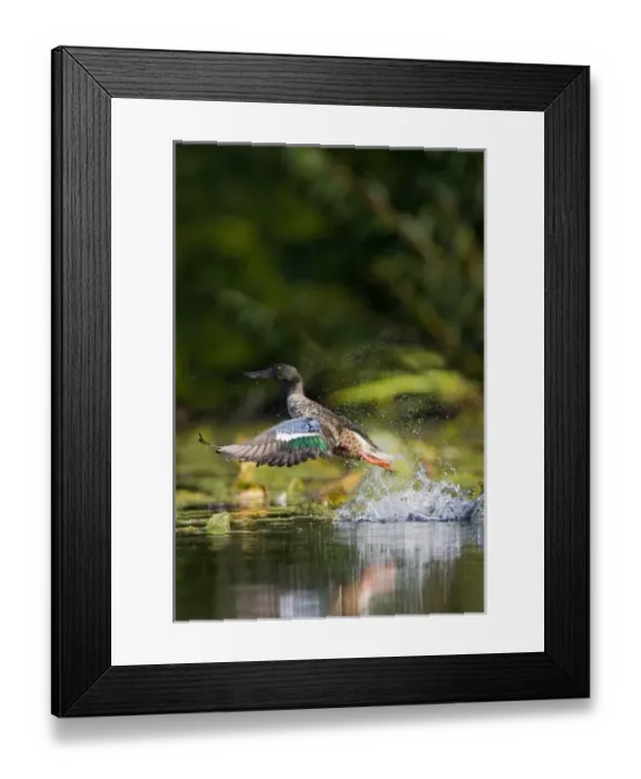 Framed Print : USA, North America, Washington Framed Print : USA, North America, Washington