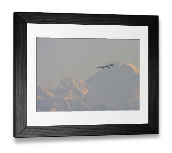 Framed Print : USA, Skagit bay, Washington. Trumpter Swans fly in morning light to the grain fields Framed Print : USA, Skagit bay, Washington. Trumpter Swans fly in morning light to the grain fields