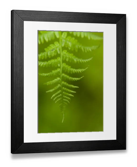 Framed Print : Close up of Deer Fern
