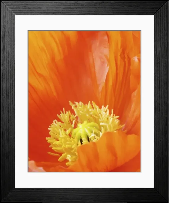 Framed Print : Iceland Poppy, Arctic Poppy, (Popaver Nudicaule) Close-up Framed Print : Iceland Poppy, Arctic Poppy, (Popaver Nudicaule) Close-up