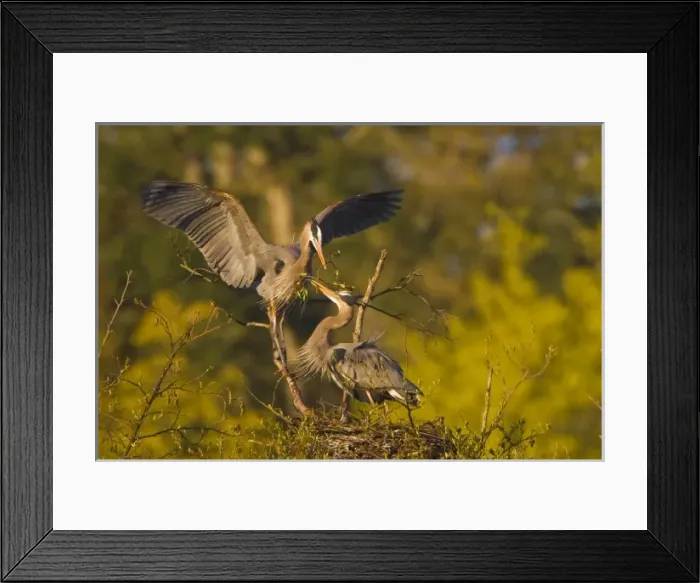 Framed Print : USA, Washington State, Great Blue Heron, male, female, nest, nest building, stick exchange