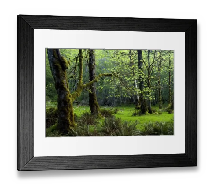 Framed Print : USA, North America, Washington