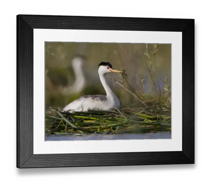 Framed Print : USA, WA, Potholes Reservoir. Adult Clarks Grebe (Aechmophorus clarkii) on floating nest Framed Print : USA, WA, Potholes Reservoir. Adult Clarks Grebe (Aechmophorus clarkii) on floating nest