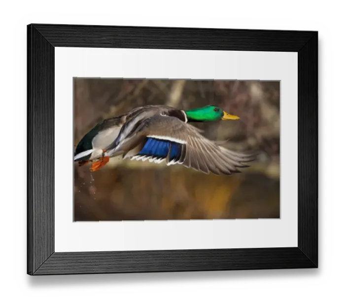 Framed Print : USA, Washington State, Mallard, male, flight