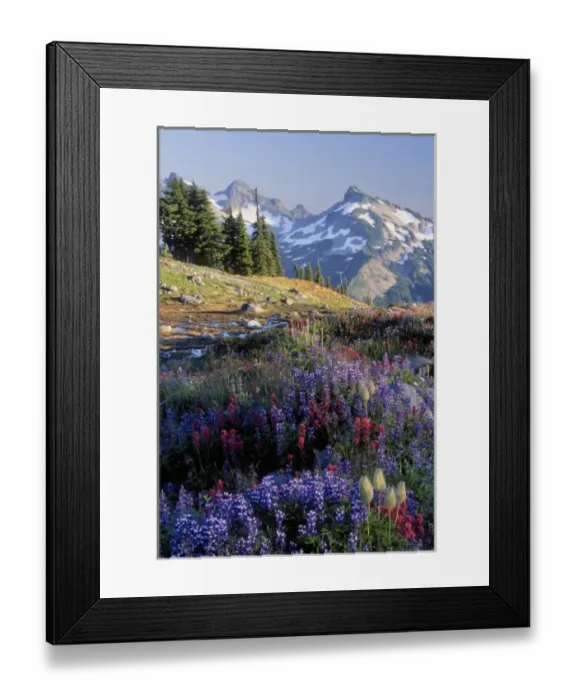 Framed Print : Mt. Rainier National Park, WA, USA. Wildflowers in meadow on Mazama Ridge near Paradise Framed Print : Mt. Rainier National Park, WA, USA. Wildflowers in meadow on Mazama Ridge near Paradise