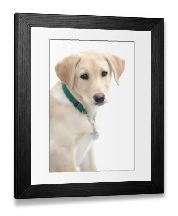 Framed Print : Labrador Retriever Puppy, (MR) Framed Print : Labrador Retriever Puppy, (MR)